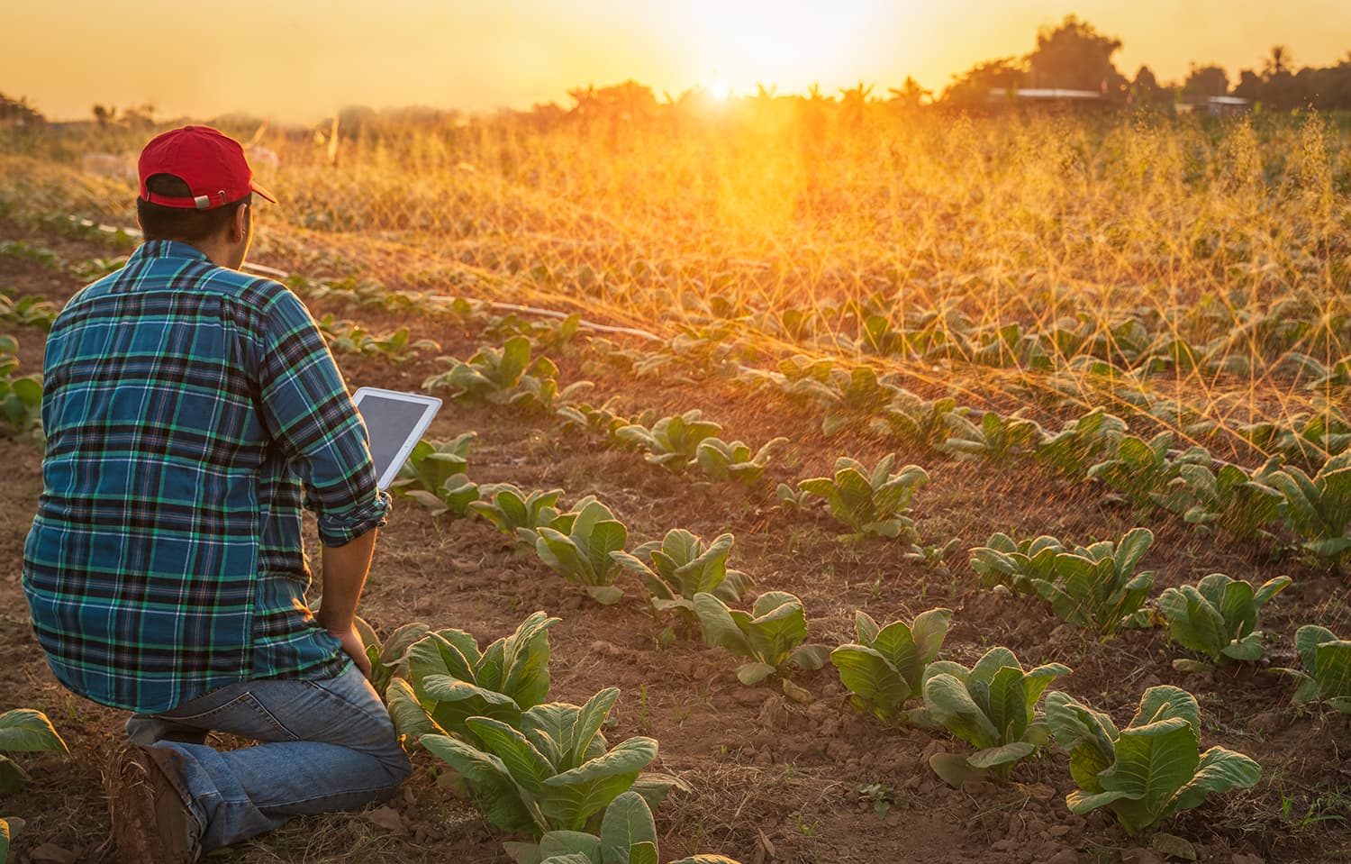 Homem agachado em um cultivo com um tablet na mão