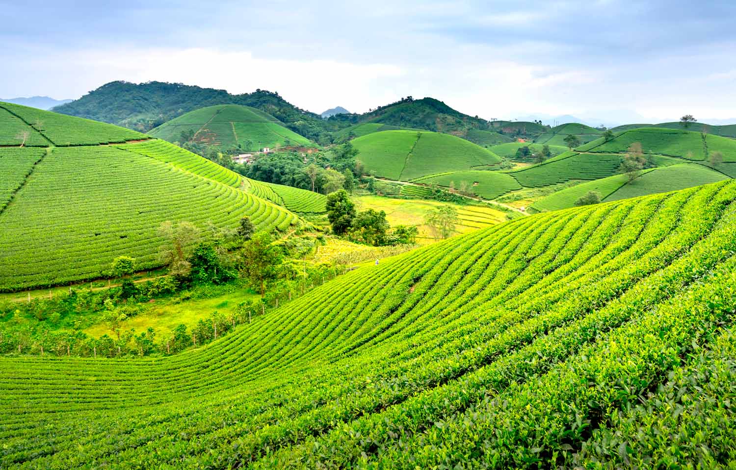 Horizonte que mostra uma cadeia de elevações de morros cobertos por uma plantação verde.